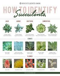 We did not find results for: 50 How To Identify Types Of Succulents Ideas Types Of Succulents Succulents Windowsill Garden