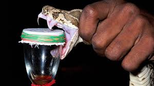 5 some snakes are ….• dangerous…. Uxumlivjpiafem