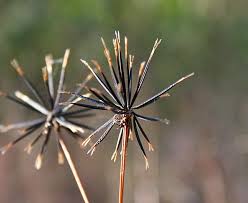 Image result for Bidens bipinnata