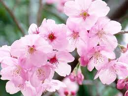 Stardust Talk Vernal Equinox Day Joy Vernal Equinox Day Vernal Equinox Spring Equinox