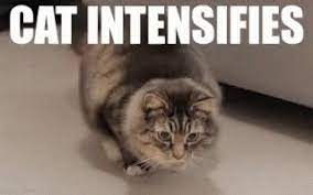 564 x 564 png 177 кб. Funny Cat Memes 2021 Archives Page 3 Of 4 Unkleaboki Diary