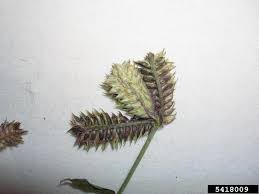 Image result for Dactyloctenium aegyptium