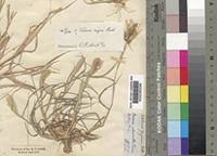 Image result for Chloris pilosa