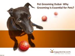 Regular brushing/touching of your pet will familiarize you with your pet's body and what is normal. Pet Grooming Dubai Why Grooming Is Essential For Pets By Waggybond Issuu