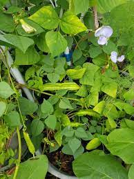 Kacang botol juga antara salah satu sayuran yang baik untuk diamalkan untuk berdiet, apatah lagi jika ia dimakan mentah tanpa menambah sebarang perasa, sos, kicap atau minyak. 3pcs Seeds Kacang Botor Boleh Tanam Dalam Pasu Shopee Malaysia