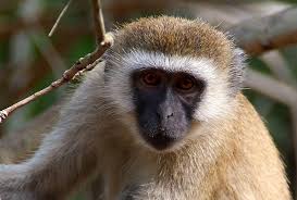 Image result for Polysphaeria lanceolata