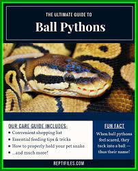 Types Of Pet Snakes Pet Snakes The Best Ball Pythons Are Very Popular In Pet Trade And Often Sold As Pics Of Types Sn Pet Snake Ball Python Care Ball Python