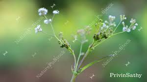 Image result for Boerhavia erecta
