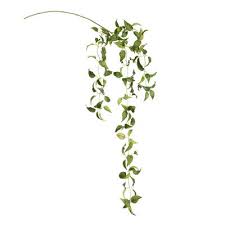 Image result for Smilax