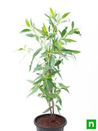 Image result for Conocarpus