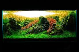 Ornek Bitkili Akvaryum Fotograflari Live Aquarium Plants Nature Aquarium Planted Aquarium