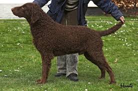 Image result for curly coated retrívr