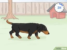 Potty training tips for your puppy. 3 Ways To Potty Train A Dachshund Wikihow