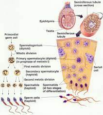 Pin On Medical Science