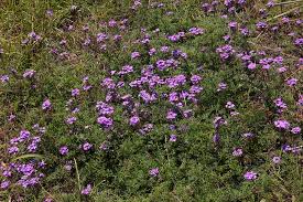 Image result for Verbena aristigera