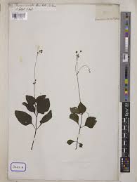 Image result for Adenostemma viscosum