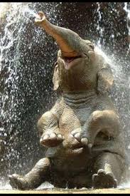 Pin By Alyssa De Guzman On Nest Natter Happy Animals Cute Animals Happy Elephant