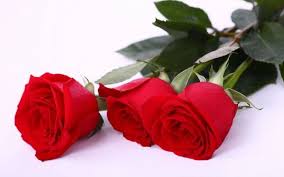 Red Rose Flower Wallpaper Free Download For Laptop Rose Flower Wallpaper Red Rose Flower Beautiful Red Roses