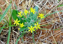 Image result for Eriospermum porphyrium