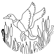 Ducks also live in the canals in the city. Flying Duck Coloring Page Coloring Rocks