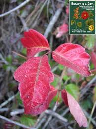 Image result for Anacardiaceae