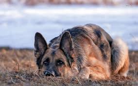 See more ideas about german shepherd, german shepherd dogs, german shepherd puppies. German Shepherd Hd Wallpaper German Shepherd Wallpaper German Shepherd Dogs Shepherd Dog