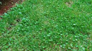 Dollarweed (hydrocotyle umbellata) is a perennial weed commonly found in very wet areas. Gardening In Florida How Do I Get Rid Of Dollarweed