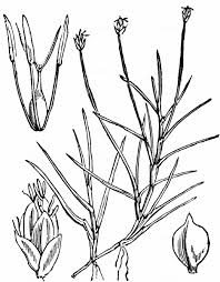 Image result for Isolepis fluitans