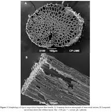 Image result for fiber morphology
