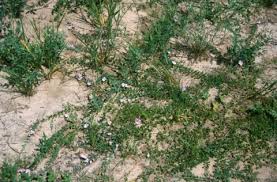 Image result for Dicerocaryum eriocarpum