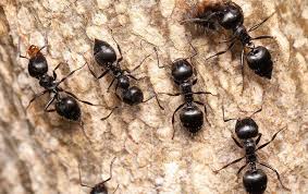 When foraging for food, asian needle ant workers have an unusual behavior known as tandem carrying. Blog Triad Pest Control For Ants