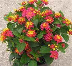 Lantana Anne Marie Lantana Pinterest Sands Plants And Colors Flower Pots Plants Lantana Plant
