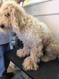 Ultimate Guide To Dealing With Matted Dog Hair On Your Doodle Matted Dog Hair Dog Hair Dog Mat