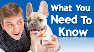 Zak George Introducing Dogs 2025