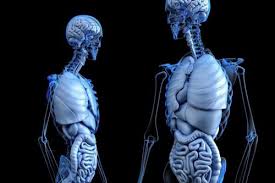 The nervous system objectives discuss the general organization of the nervous system describe the structure & function of a nerve draw and. Human Anatomy Resources For Students Bradley University Online