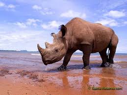 Poll Should Rhinos Be Hunted To Support Conservation Most Endangered Animals Endangered Animals Endangered Animals In Africa