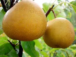 Image result for Pyrus pyrifolia
