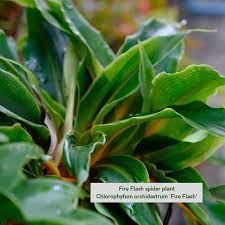 Image result for Chlorophytum filipendulum
