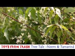Tree Tale Neem And Tamarind English Youtube