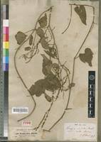 Image result for Tragiella natalensis