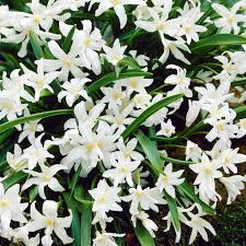 Image result for Lankesteria alba