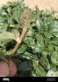Image result for Alternanthera caracasana