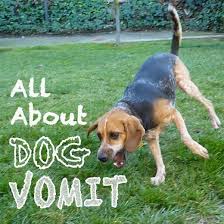 All About Dog Vomit Why Is My Dog Throwing Up Dog Throwing Up Dogs Dog Remedies