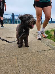 Thames Path, Woolwich parkrun report