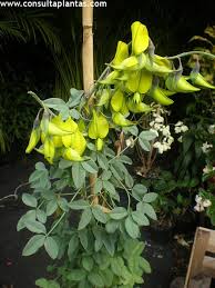Image result for Crotalaria bernieri