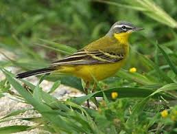 الذعرة الصفراء Yellow Wagtail Bird Photo Animals