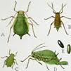 The two modern day species are bougainvillea spectabilis and bougainvillea glabra. Bougainvillea Pests Diseases Bgi Premium Plant Foods