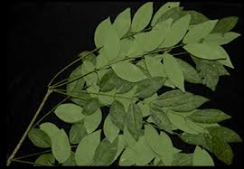 Image result for Lonchocarpus