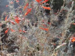 California fuchsia, a beautiful native wildflower, can be found in most of the state from mountains to deserts and in rocky dry soils. California Fuchsia Epilobium Canum