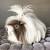 Peruvian Long Haired Guinea Pig Breeds